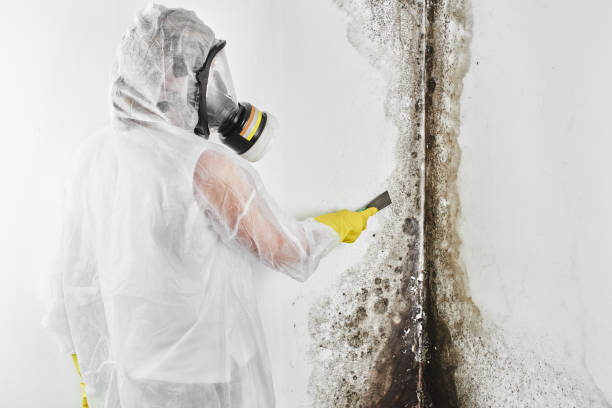 Home Mold Removal in Greenwood, DE
