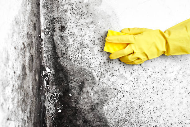 Best Emergency Mold Removal  in Greenwood, DE