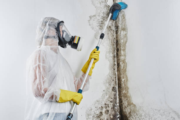 Best Mold Cleaning Services  in Greenwood, DE