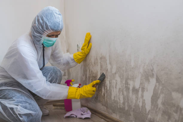 Best Toxic Mold Removal  in Greenwood, DE