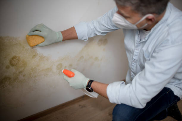 Professional Mold Removal in Greenwood, DE