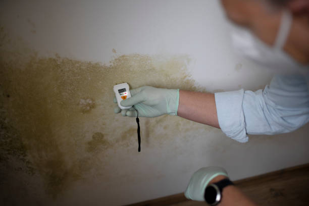 Attic Mold Removal in Greenwood, DE