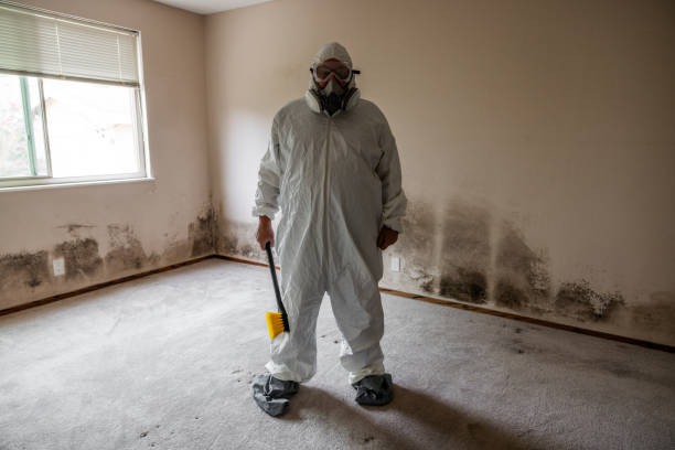 Mold Removal and Inspection in Greenwood, DE