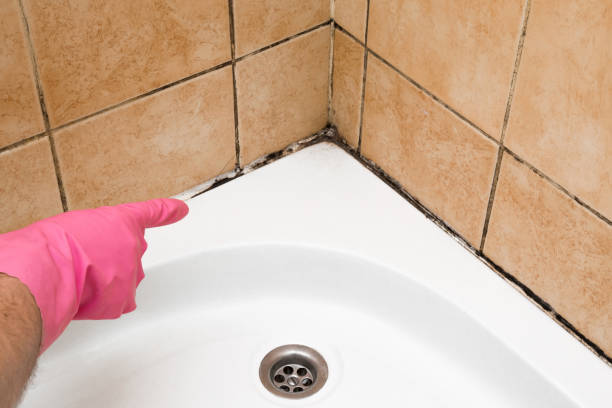 Best Certified Mold Removal  in Greenwood, DE